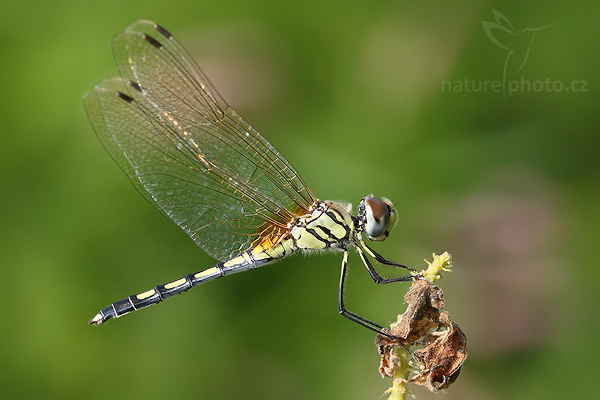 Dancing dropwing (Trithemis pallidinervis)
